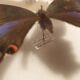 Showcase frame 8 butterflies of the world naturalized vintage 1970's