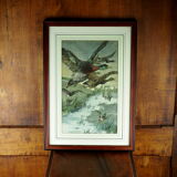 Flight of ducks, marshes and tetard willows - chromolithography Jules Habert-Dys - 1880
