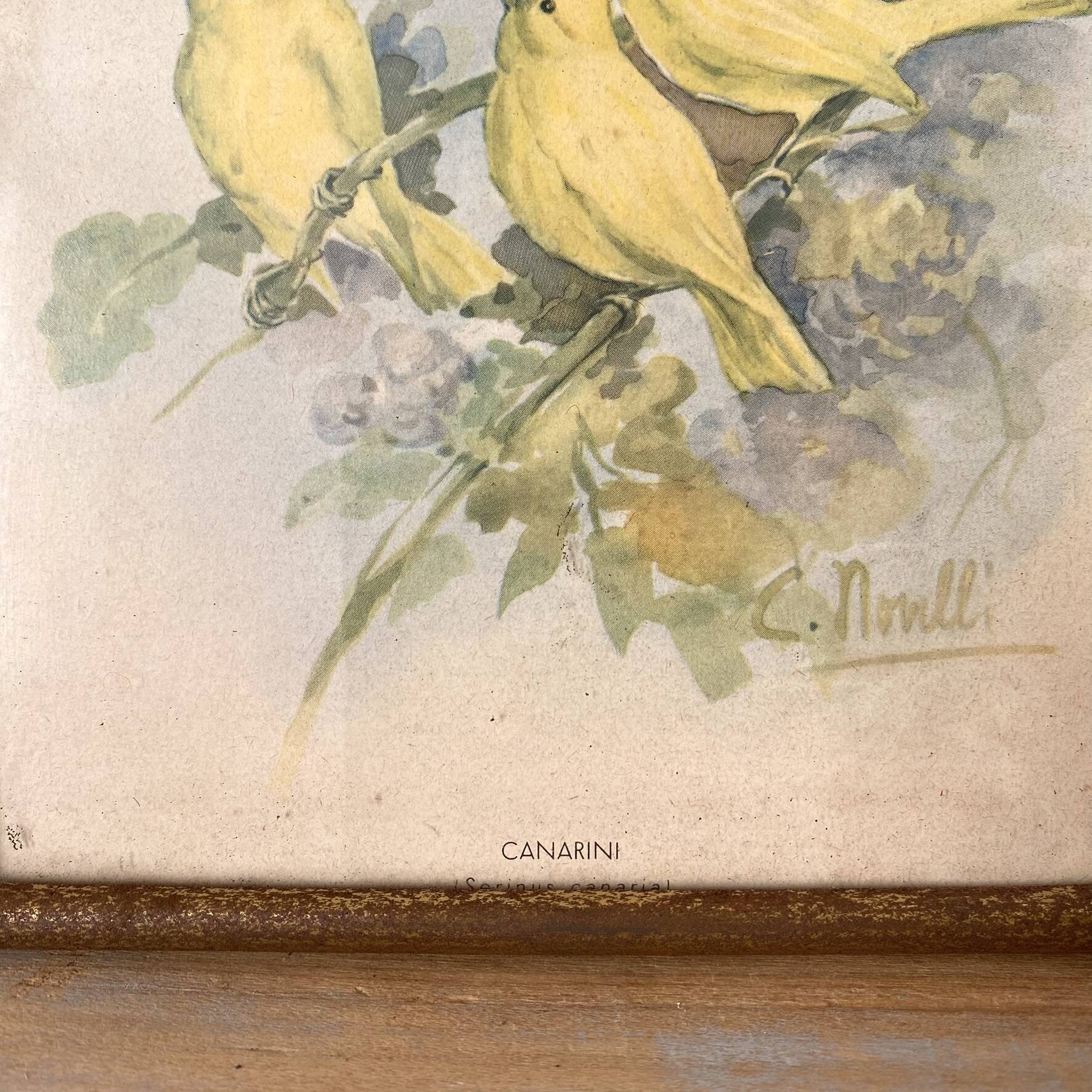 Framed zoological engraving of canary birds.