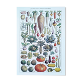 Poster about vegetables, based on a 1922 lithograph