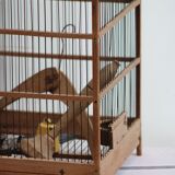 Old wooden bird cage