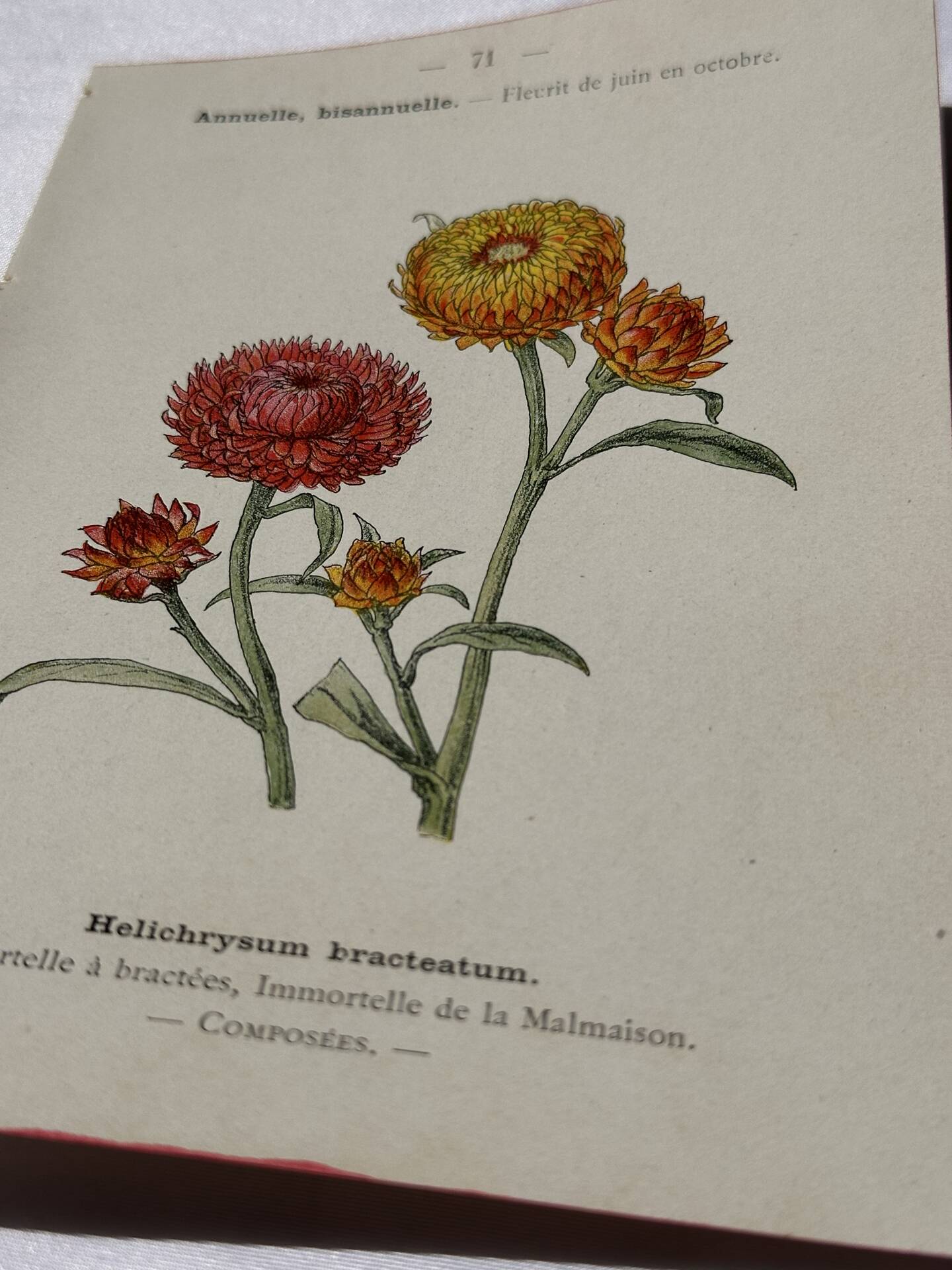 🌿 Botanical Plate Old Naturalist Engraving 19th Century Double-Sided