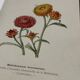 🌿 Botanical Plate Old Naturalist Engraving 19th Century Double-Sided