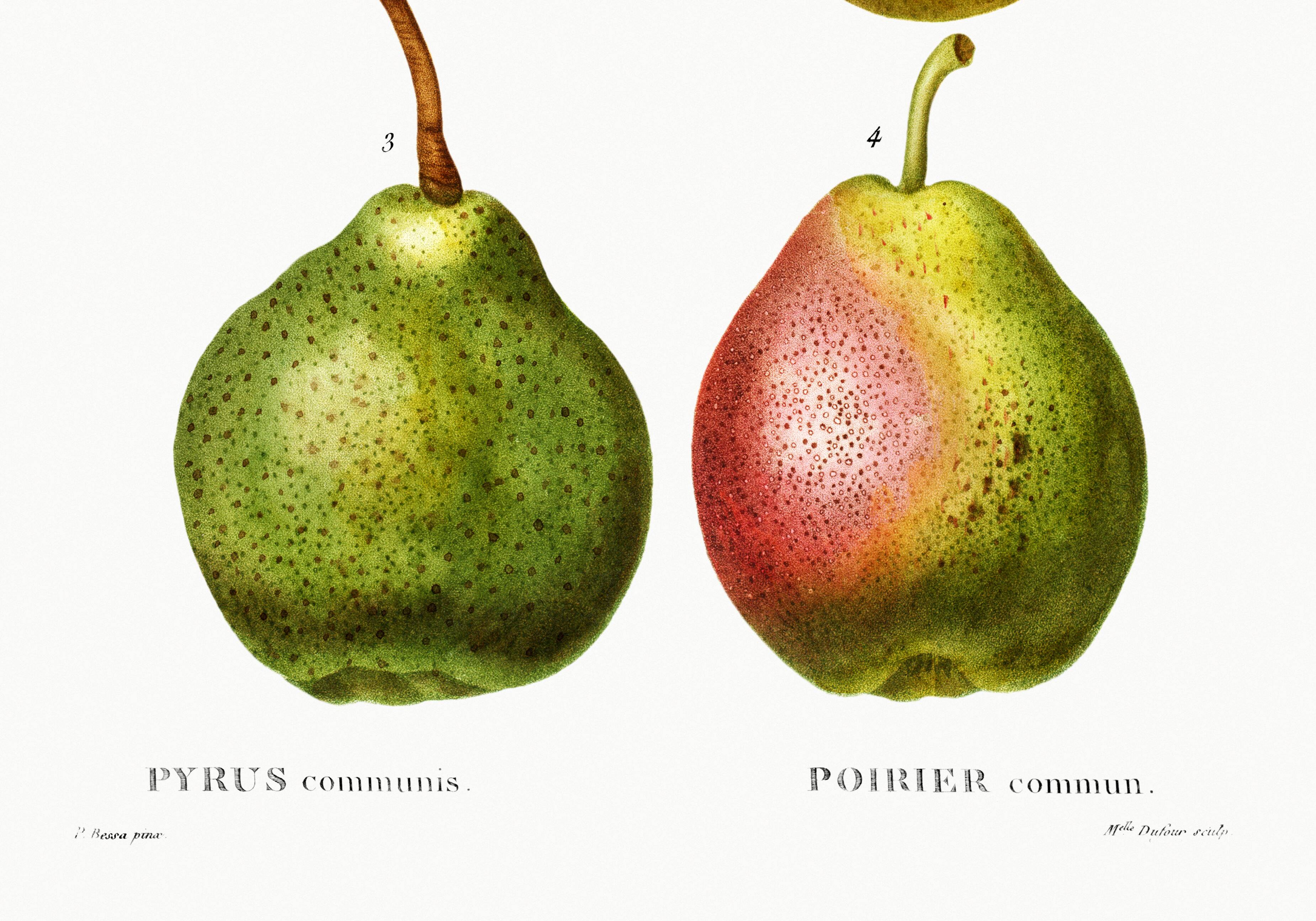 Botanical poster about pears, based on an old engraving from 1802