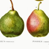 Botanical poster about pears, based on an old engraving from 1802