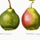Botanical poster about pears, based on an old engraving from 1802