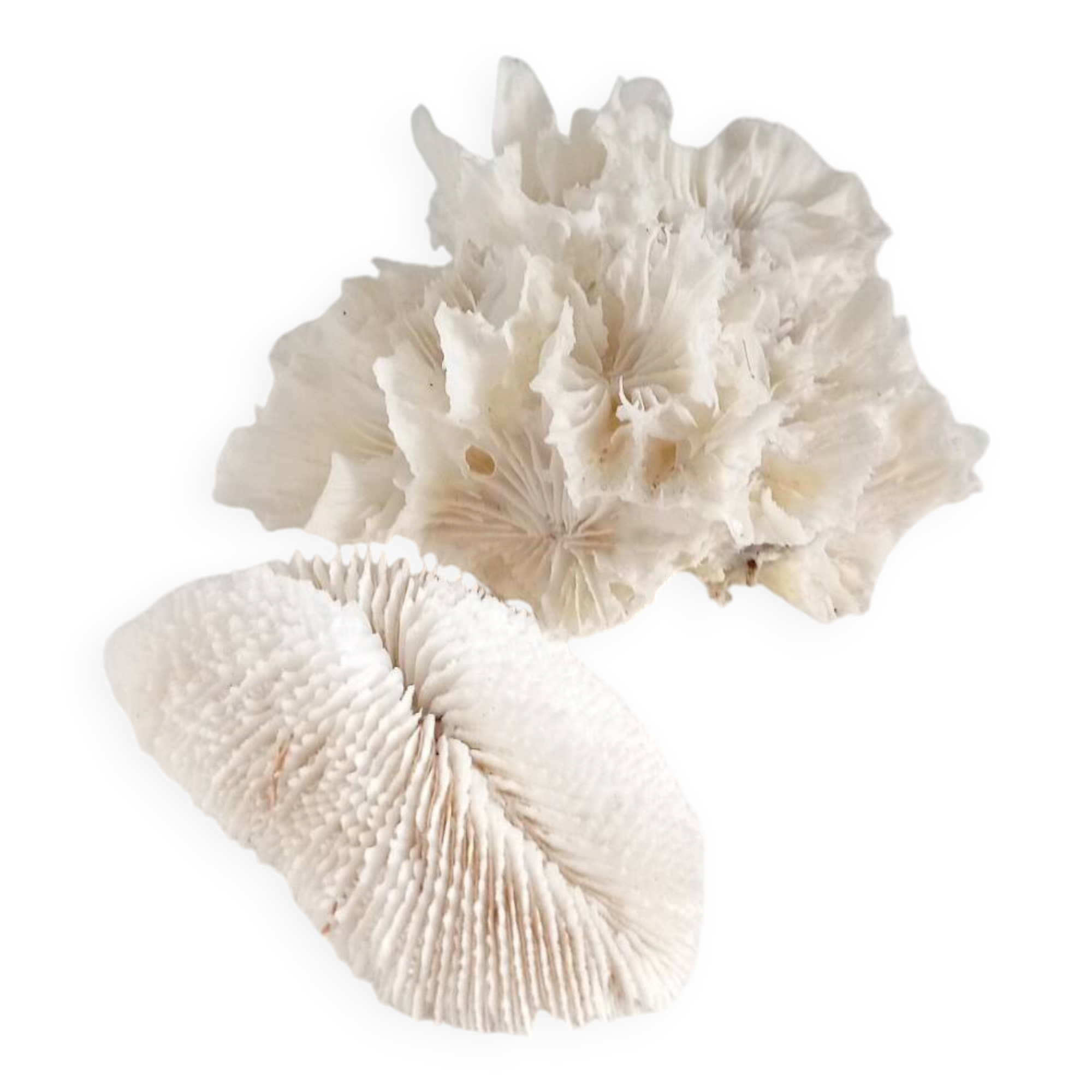 Corail dentelé vintage