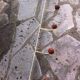 Vintage metal and wood coat rack