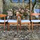 A set of GPlan chairs in teak with a white woolly fabric