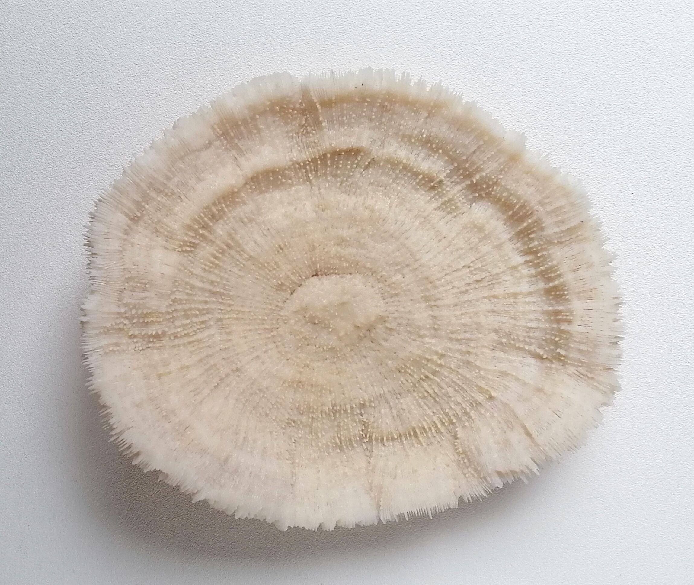 Authentic fungia coral 19 x 16 cm