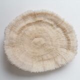 Authentic fungia coral 19 x 16 cm
