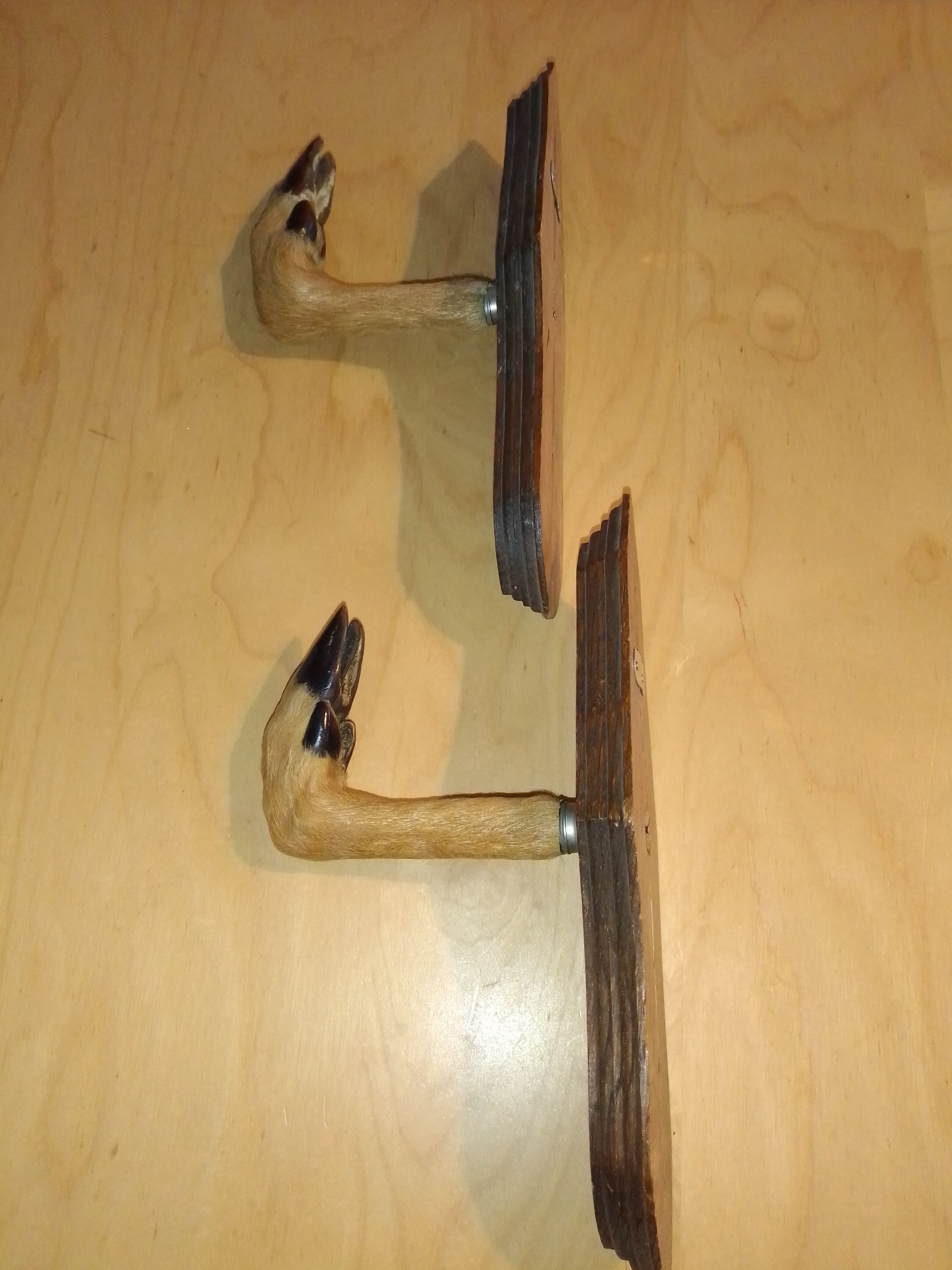 PatèreS taxidermie