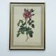 Floral illustration