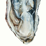 "Sacha", the oyster, art print 21/29.7 cm