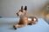 Wolf Dog German Shepherd Ceramic Saint Clément L 39 cm H 26 cm