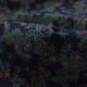 Kristina Isola "Nummi" Finnish Vintage Cotton Fabric 1.40x2.12m
