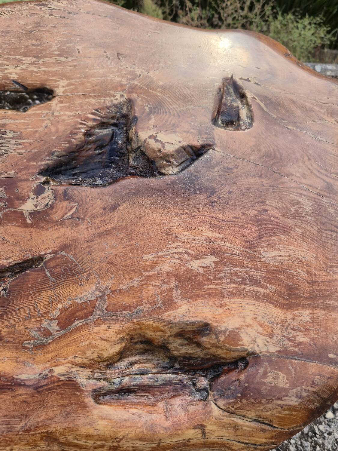 Brutalist coffee table made from solid elm tree trunk, 1950s