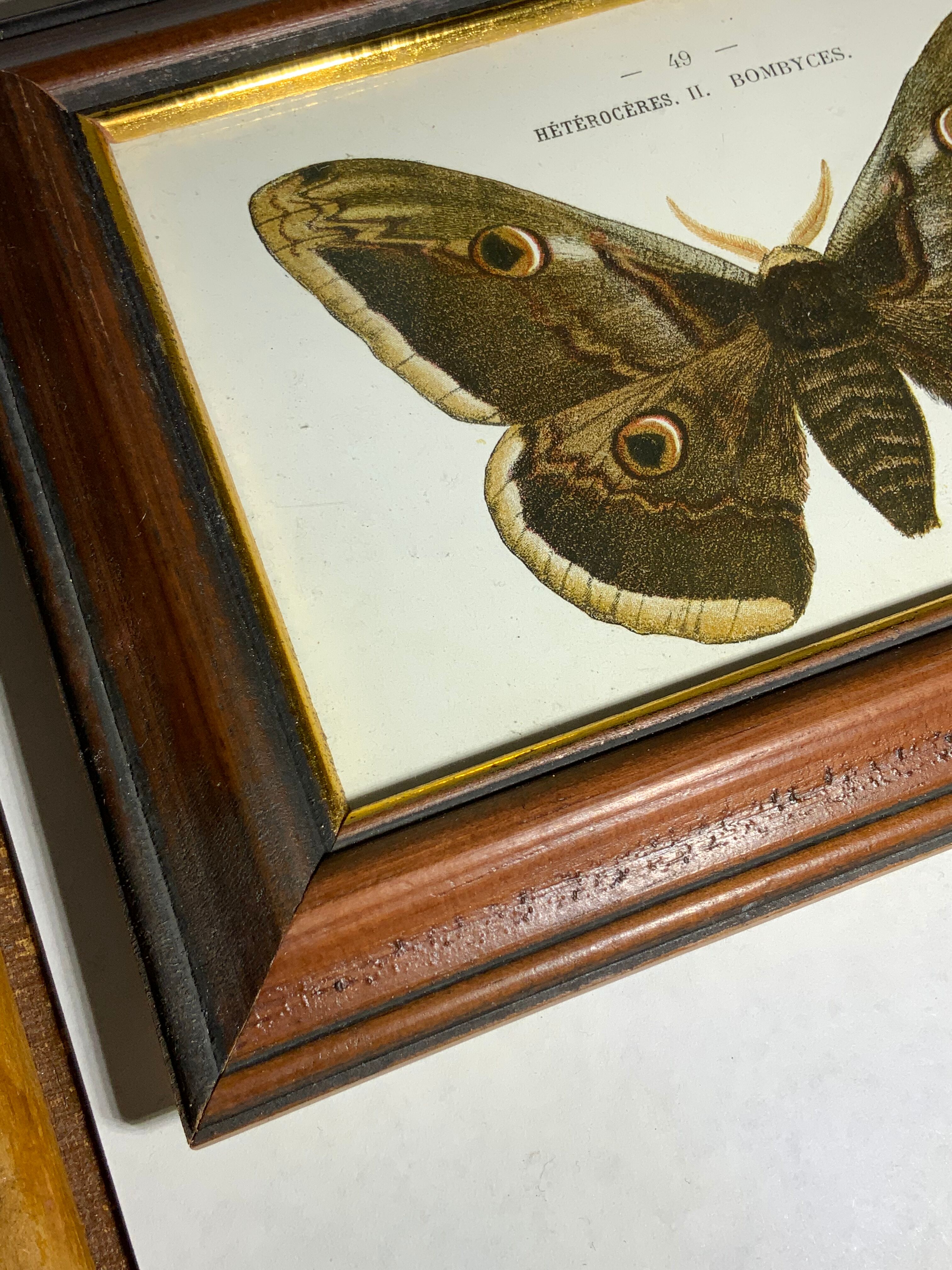 Ancient botanical engraving butterfly framed 1900 G Denise