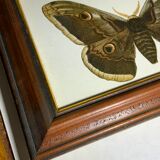 Ancient botanical engraving butterfly framed 1900 G Denise