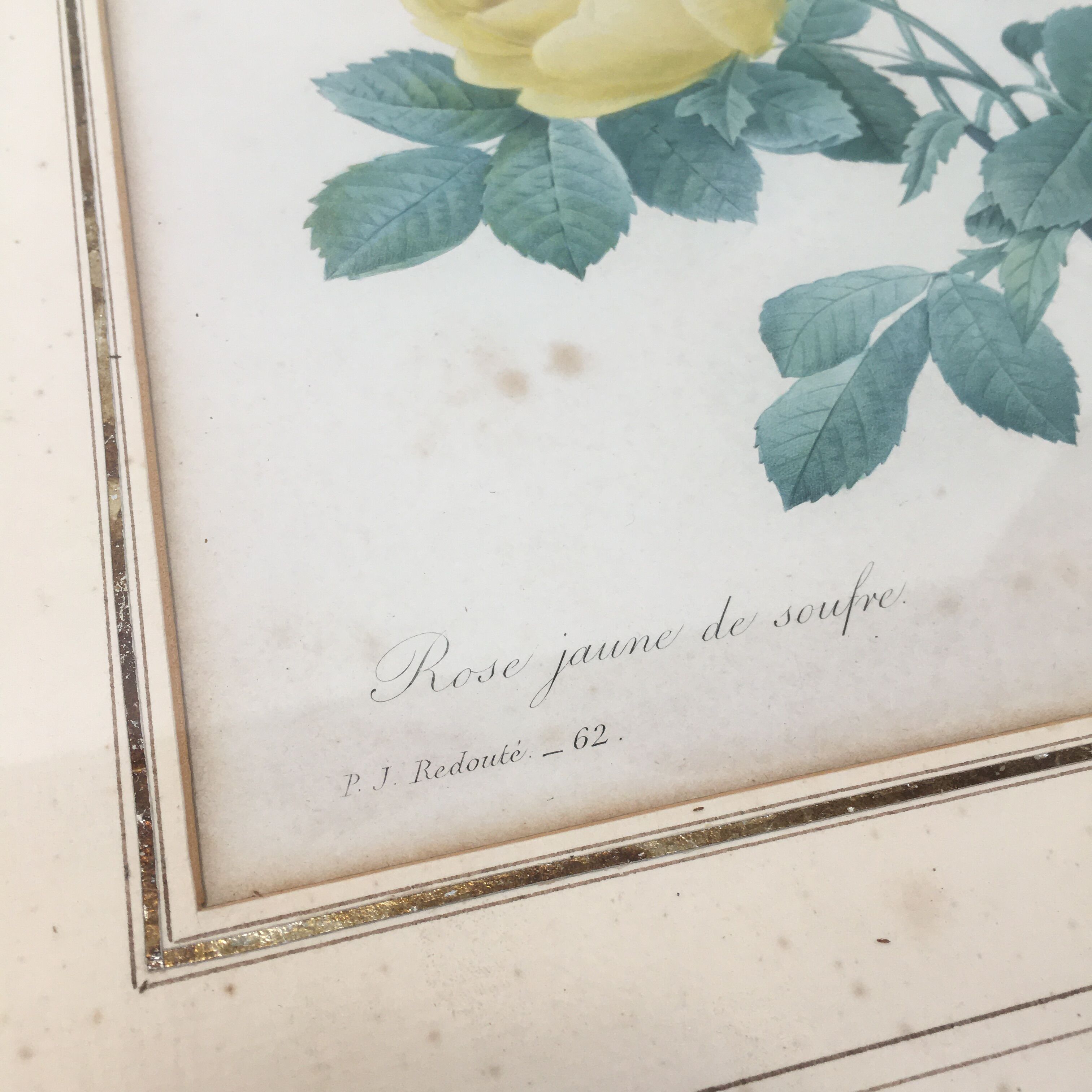 Pair of flower engravings by P.J. Redouté