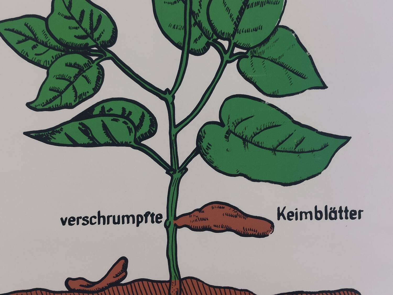 Vintage educational wall hanging roll chart biology bean plant