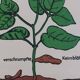 Vintage educational wall hanging roll chart biology bean plant