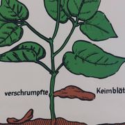 Vintage educational wall hanging roll chart biology bean plant