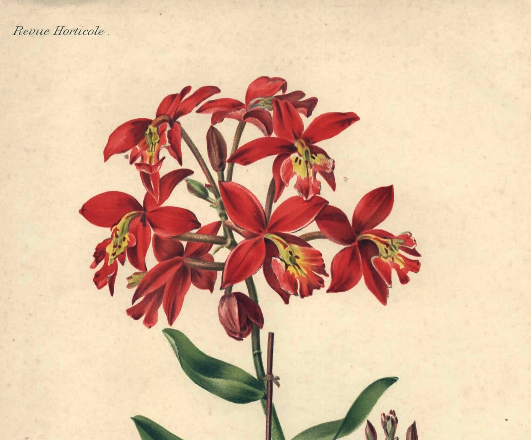 Botanical engraving from 1896 by Descamps-Sabouret • Epiphronitis hybrid • Old lithograph