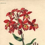 Botanical engraving from 1896 by Descamps-Sabouret • Epiphronitis hybrid • Old lithograph