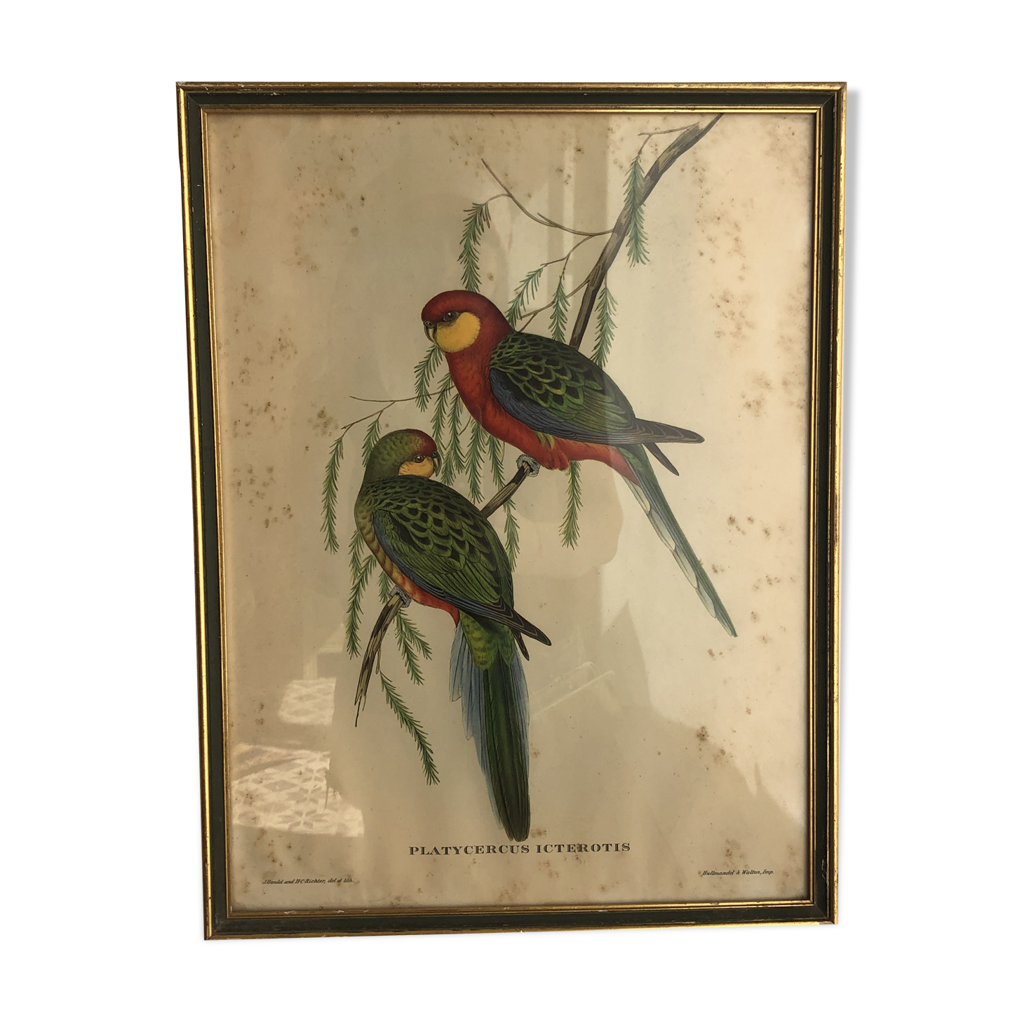 « Platycercus Icterotis » ornithological board  - J&L Gould