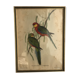 « Platycercus Icterotis » ornithological board  - J&L Gould