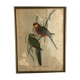 « Platycercus Icterotis » ornithological board  - J&L Gould