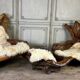 Pair of armchairs and a footstool made of root wood, circa 1970