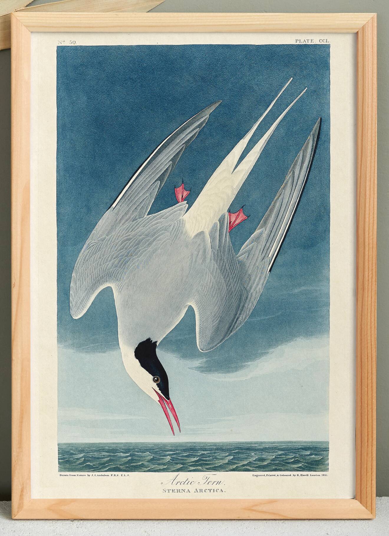 Poster about the Arctic Tern, based on an old engraving from 1827.