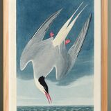Poster about the Arctic Tern, based on an old engraving from 1827.