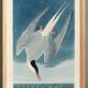 Affiche sur la Sterne arctique, d’après une gravure ancienne de 1827.