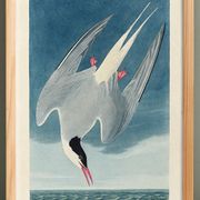 Poster about the Arctic Tern, based on an old engraving from 1827.