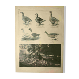 Antique engraving from 1921. Serving trolley - Farm goose. Vintage illustration
