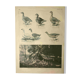 Antique engraving from 1921. Serving trolley - Farm goose. Vintage illustration