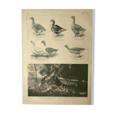 Antique engraving from 1921. Serving trolley - Farm goose. Vintage illustration
