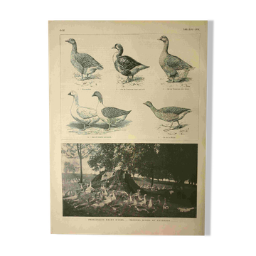 Antique engraving from 1921. Serving trolley - Farm goose. Vintage illustration