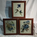 set of 3 reproductions of old illustrations by John James Audubon