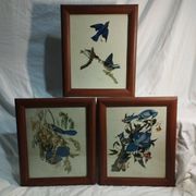 set of 3 reproductions of old illustrations by John James Audubon