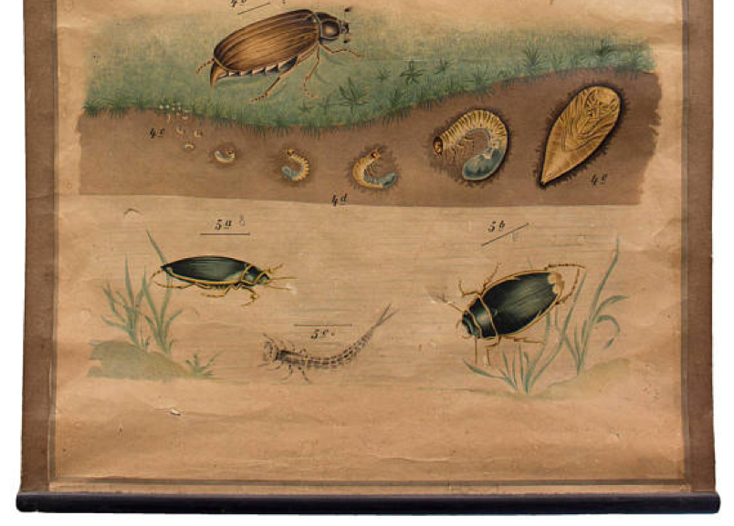 Educational poster, beetle, lithograph, 1914