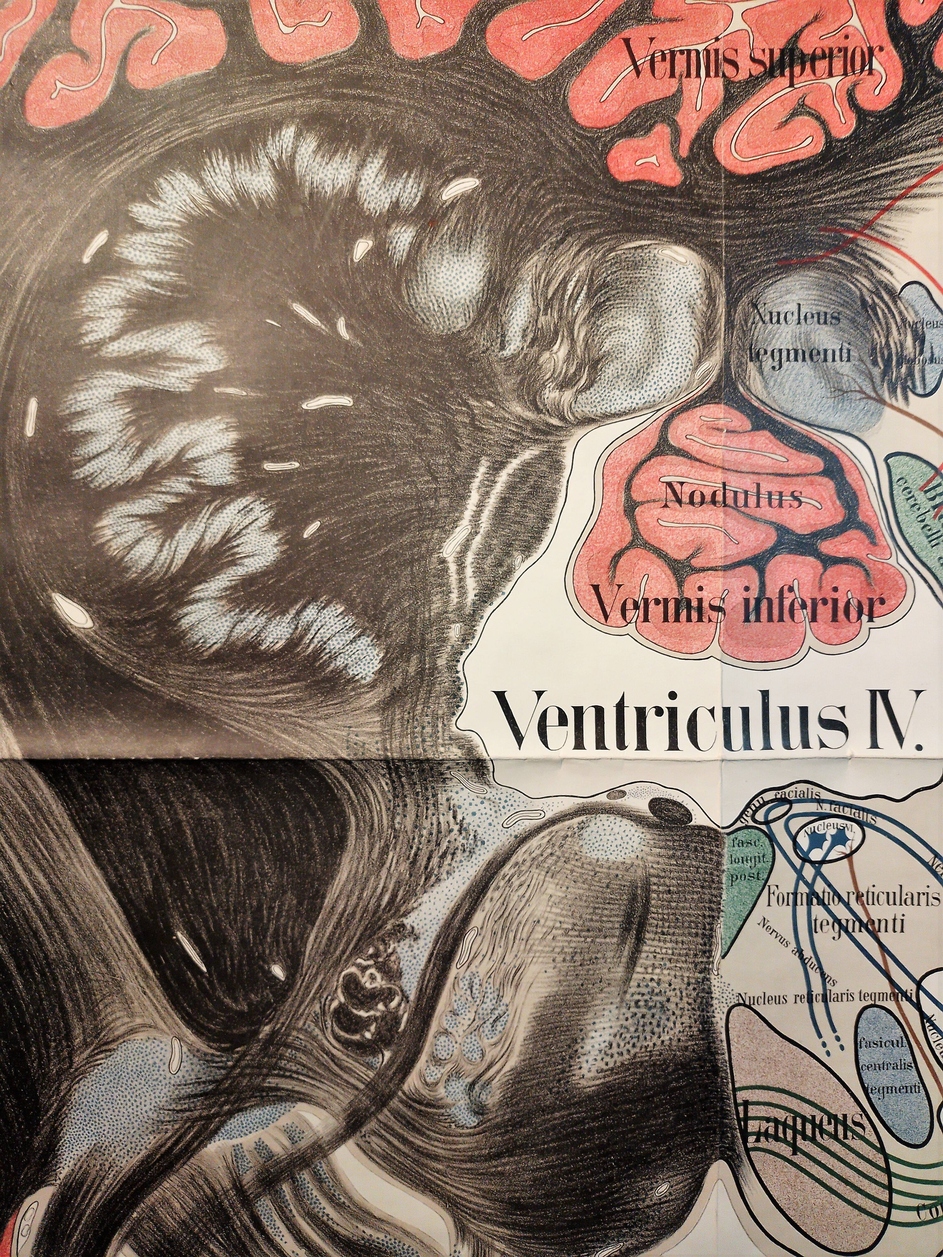 Educational poster "Neurons" 1960s