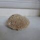 Ancient white coral