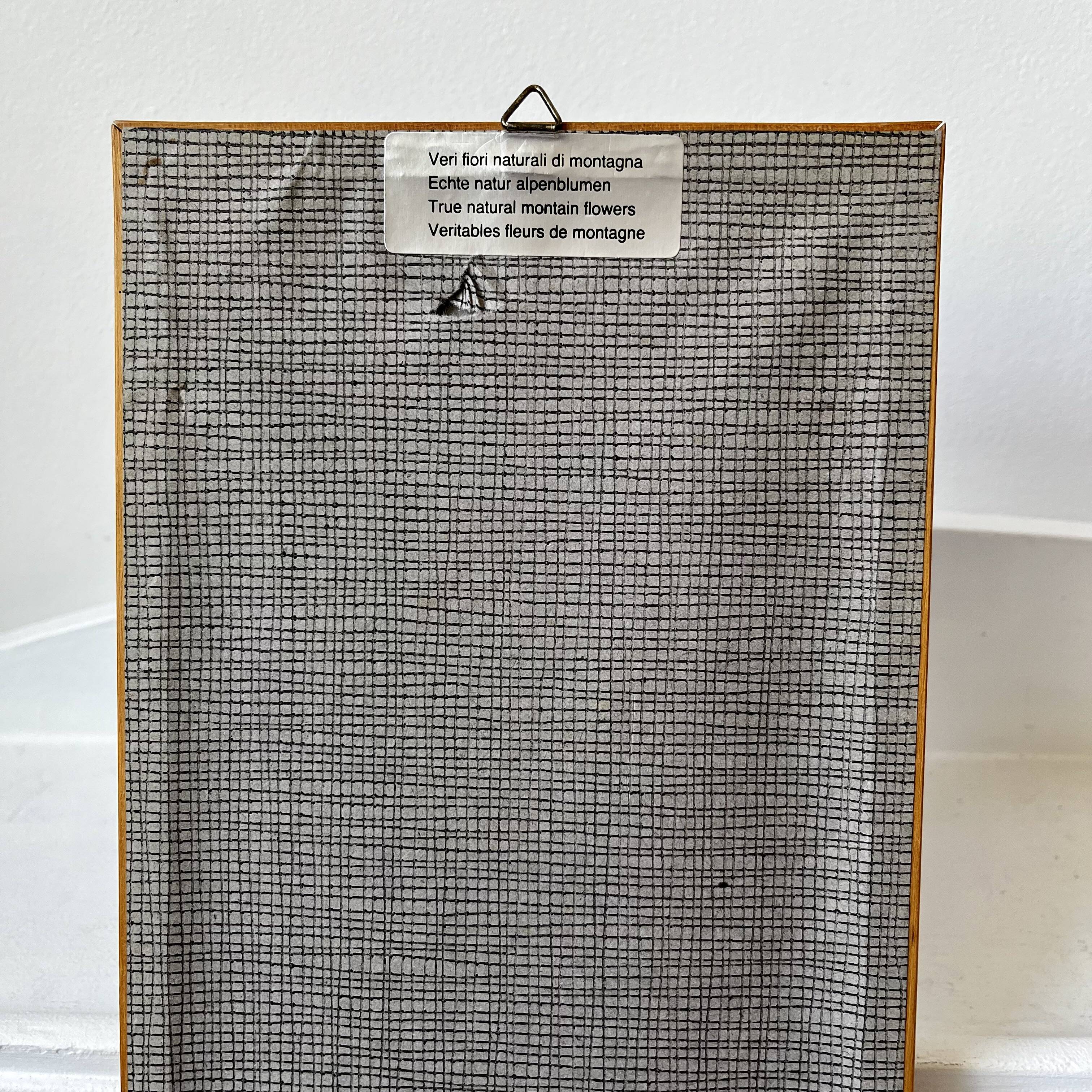 Vintage mountain edelweiss flower herbarium frame