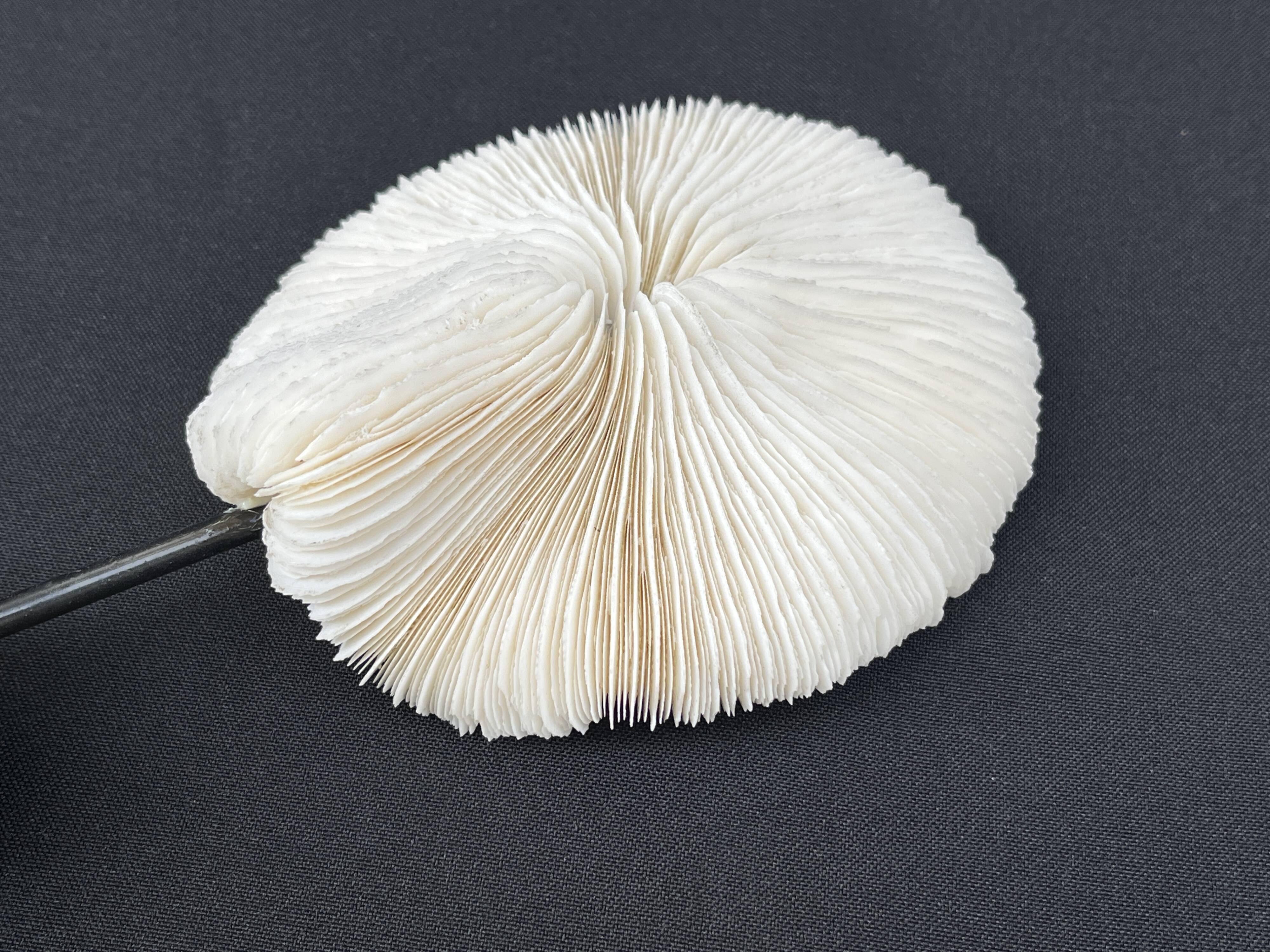 Antique natural white coral on a blackened wooden base, notebooks of curiosities