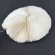 Antique natural white coral on a blackened wooden base, notebooks of curiosities