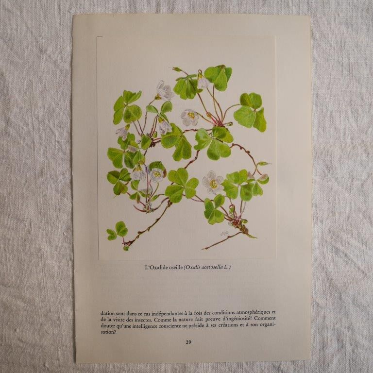 Botanical plate Oxalide sorrel